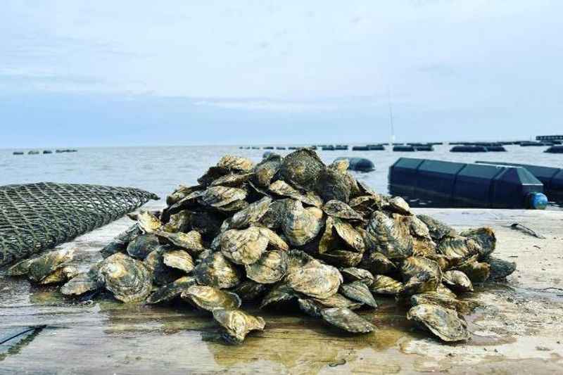 Navy Cove Oysters