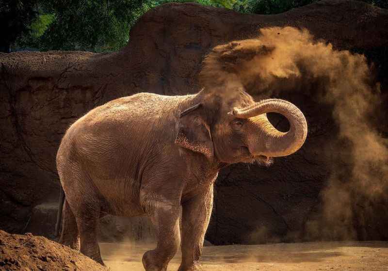 an elephant is standing in the dirt