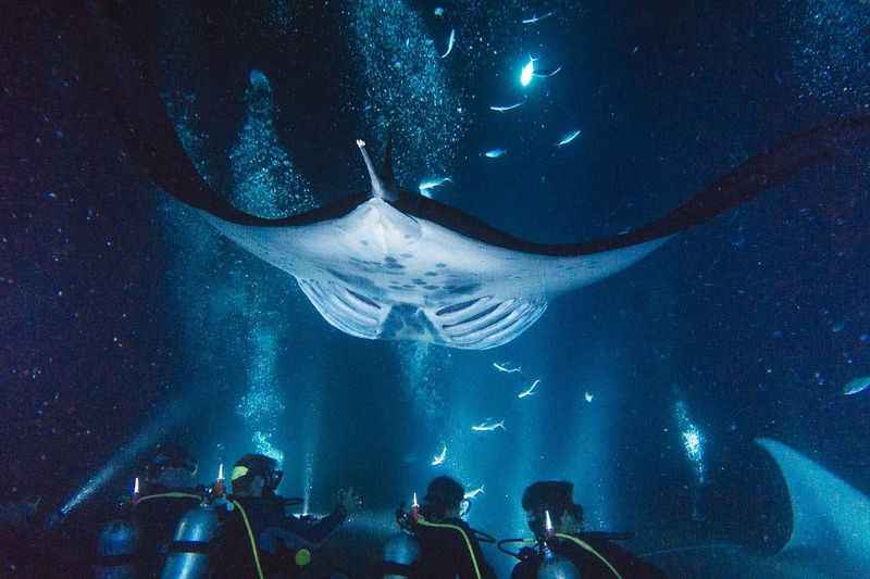 a group of people in scuba gear looking at a whale
