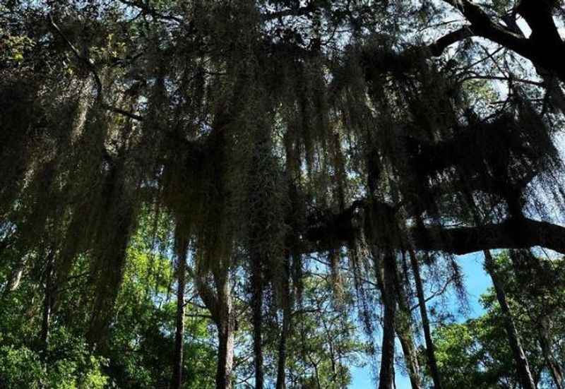 Daufuskie Island