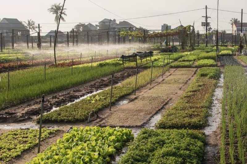 Tra Que Vegetable Village