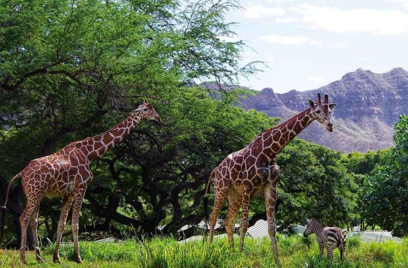 Honolulu Zoo