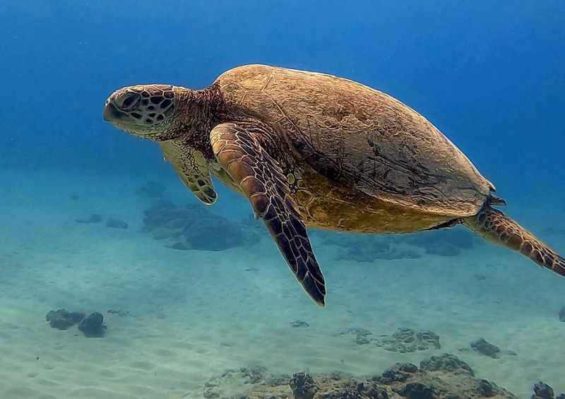 Hawaiian Green Sea Turtle at Turtle Canyon