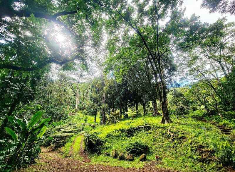 Lyon Arboretum