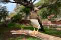 a bird sitting on a branch in a park