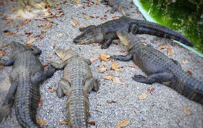 Arkansas Alligator Farm