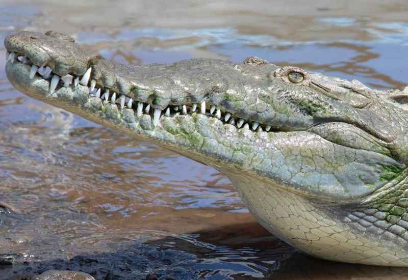 crocodile safari at the Tarcoles River