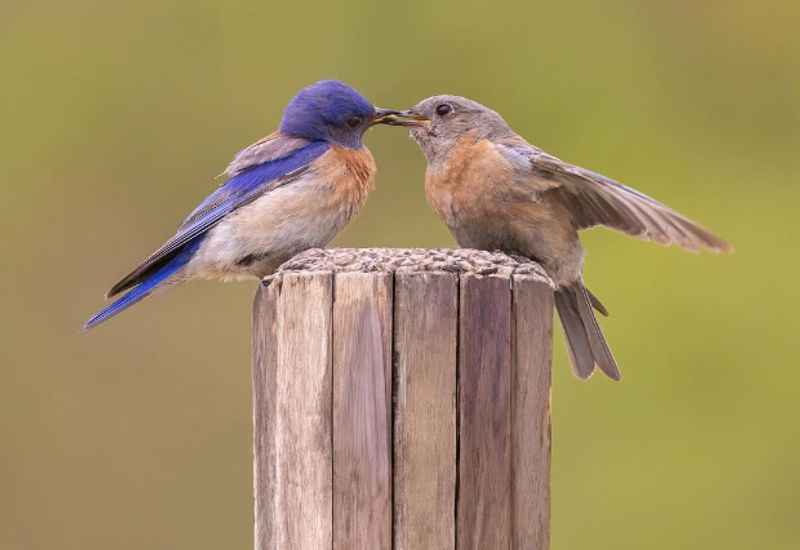 birdwatching tour