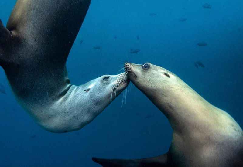 catalina island scuba