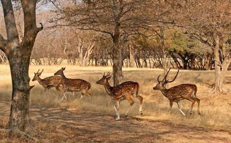 Jaisalmer Desert National Park