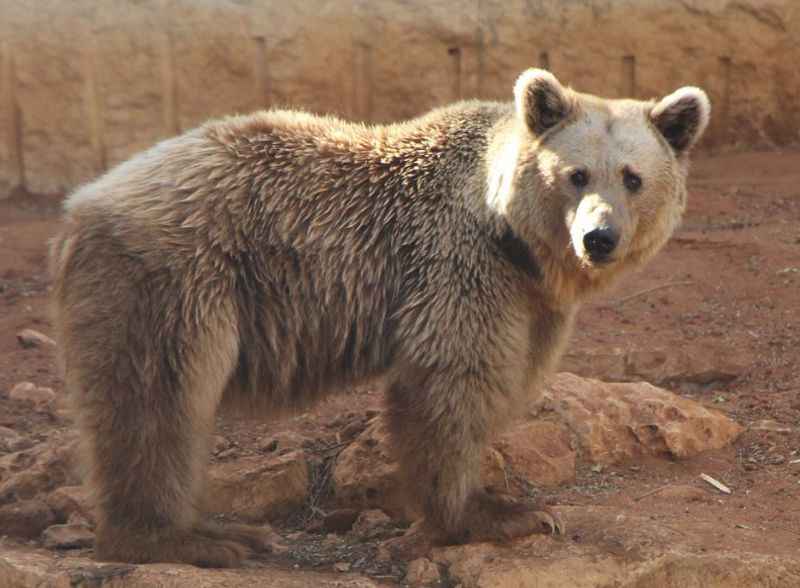 Jerusalem Biblical Zoo