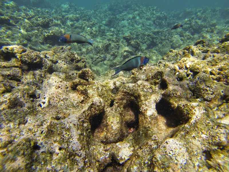 Tropical Fish at Tunnels Beach