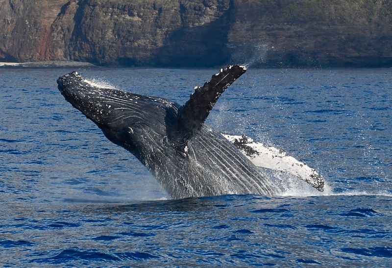 Whale Watching with Kauai Sea Tours