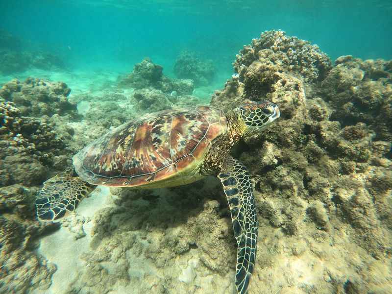 Green Sea Turtles at Anini Beach