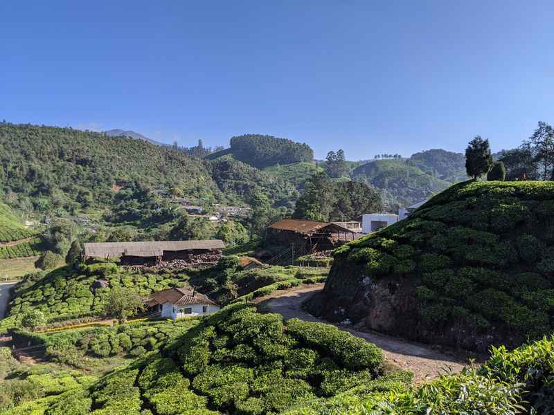 Tea Gardens