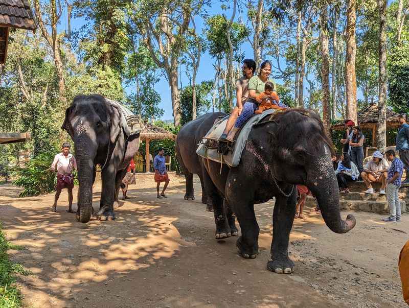 Elephant Junction Thekkady