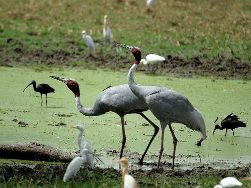 Kumarakom Bird Sanctuary