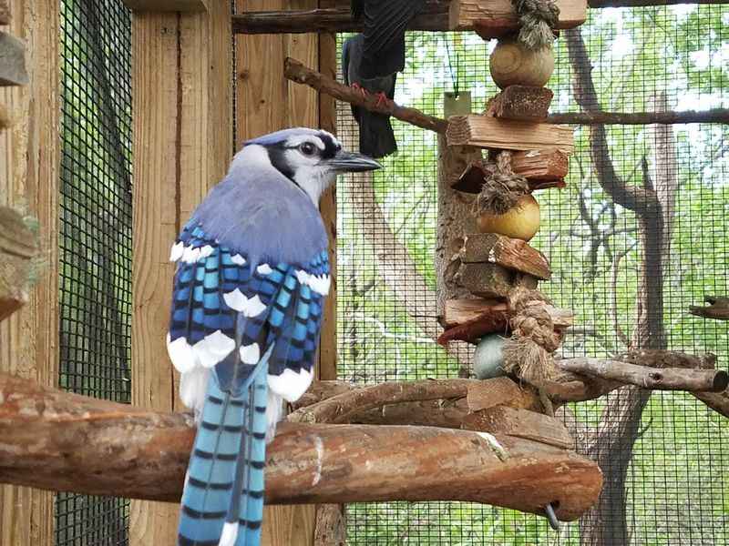 Key Largo's Wild Bird Rehabilitation Center