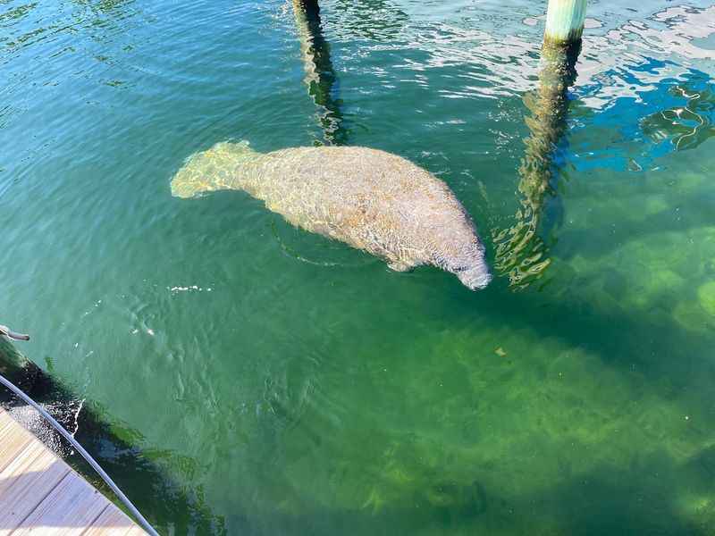 Key Largo Princess Glass Bottom Boat