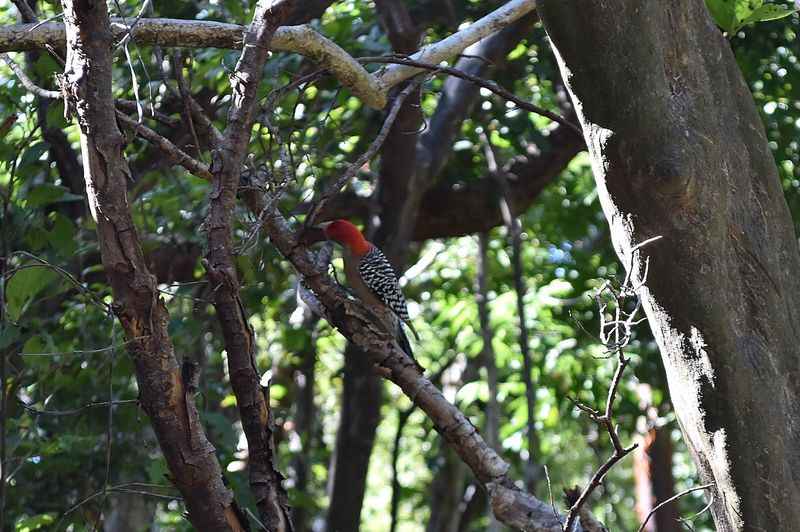 Key Largo's Wild Tamarind Trail