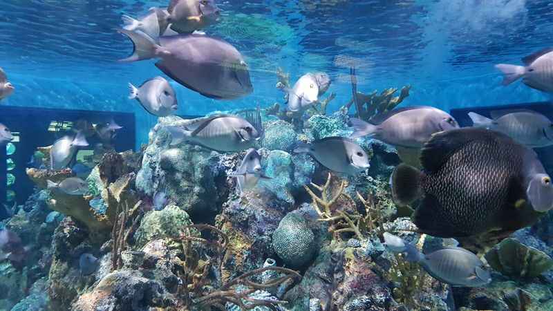 Key Largo's National Marine Sanctuary