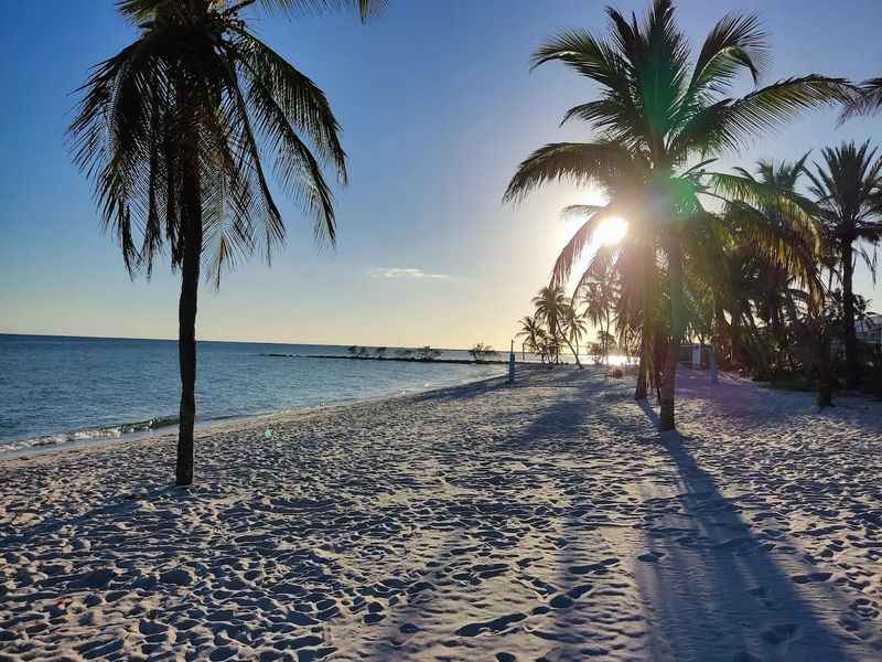 a beach with palm trees and the sun shining