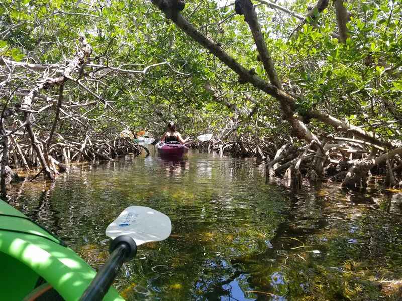 kaying through mangrove swamp