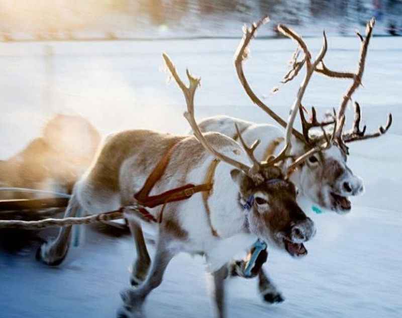 Reindeer Racing