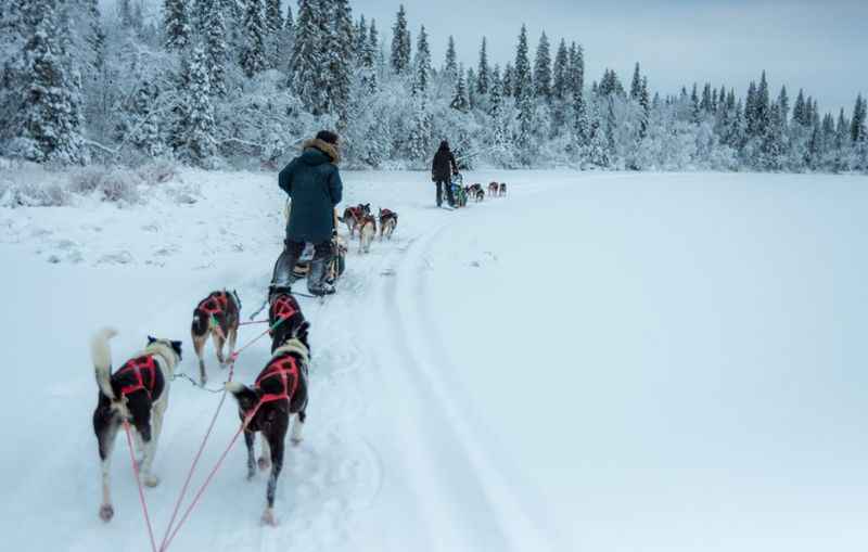 Dog Sledding in Kiruna