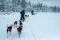 Dog Sledding in Kiruna