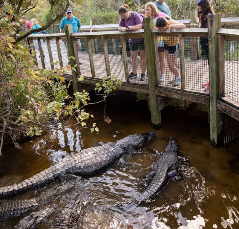 Gatorland