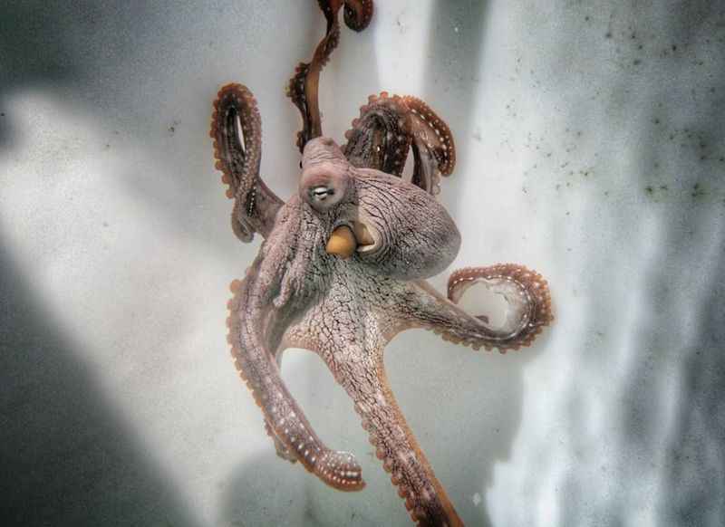 Octopus in Kanaloa Octopus Farm