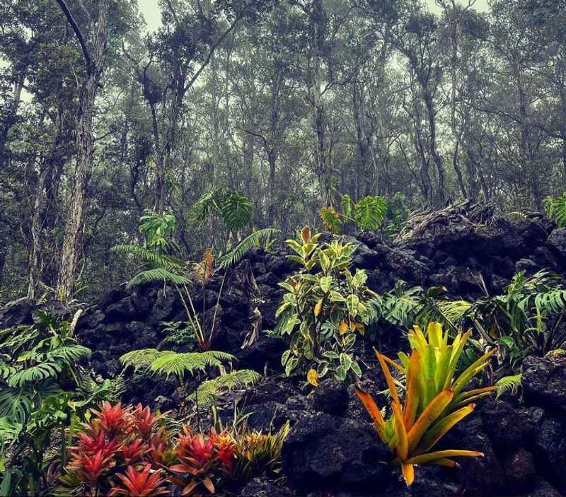 Tropical Cloud Forest