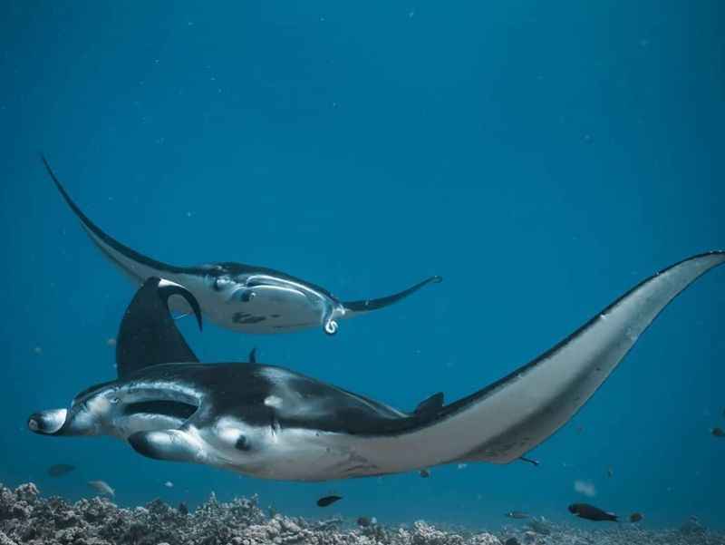 Giant Manta Rays