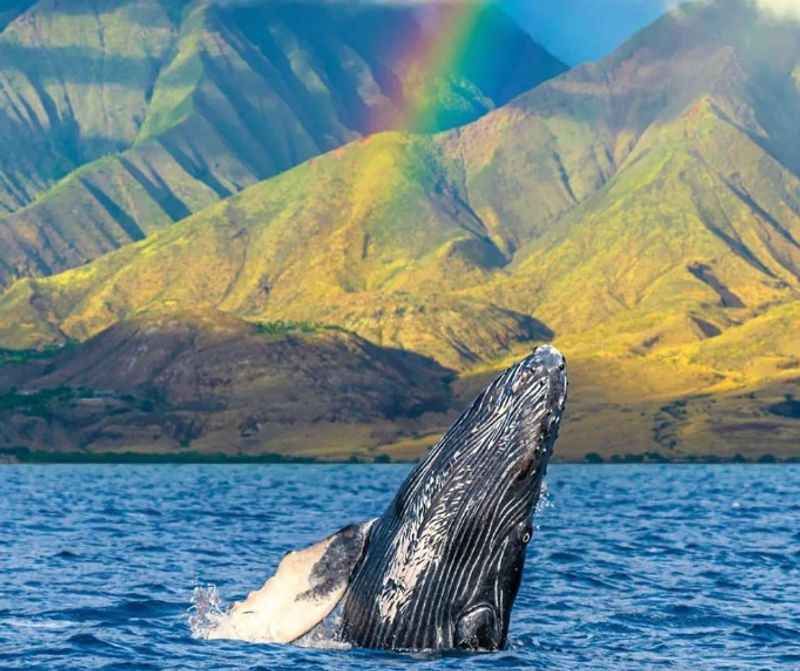 Kona Whale-Watching