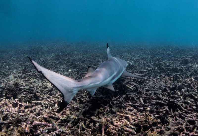 Blacktip Reef Sharks