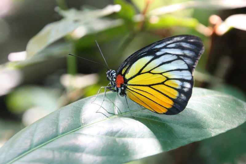 Kuala Lumpur Butterfly Park