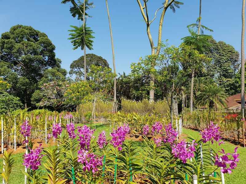 Hibiscus Garden and Orchid Garden