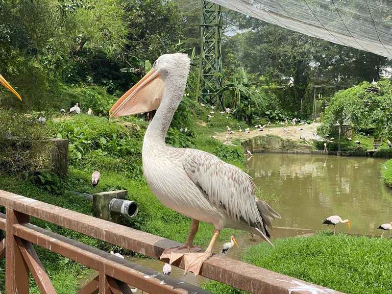 Kuala Lumpur Bird Park