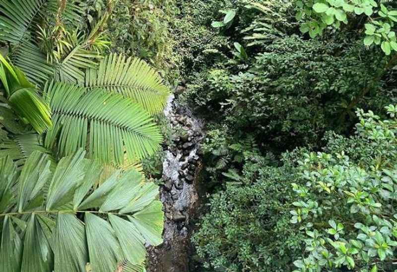 Rainforest Night Walk