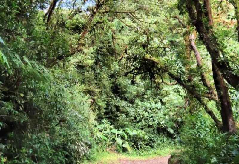 Cloud Forests at Monte Verde