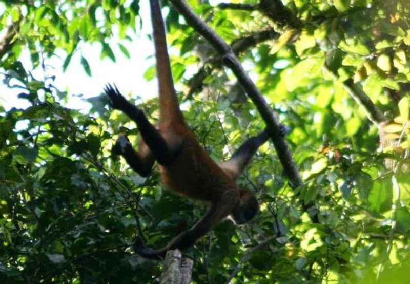 Monkey Park La Fortuna