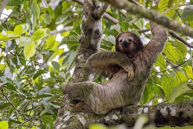 Sloth at La Fortuna