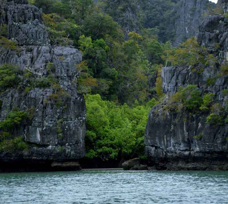 Langkawi's Mangrove Forest