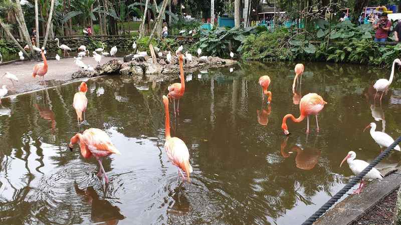 Flamingo Gardens