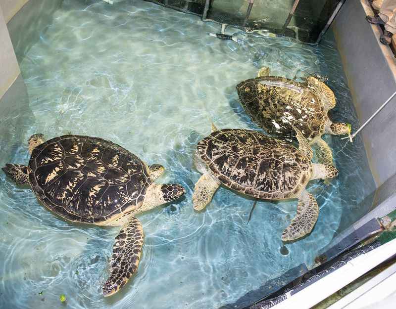 Endangered Green Sea Turtles