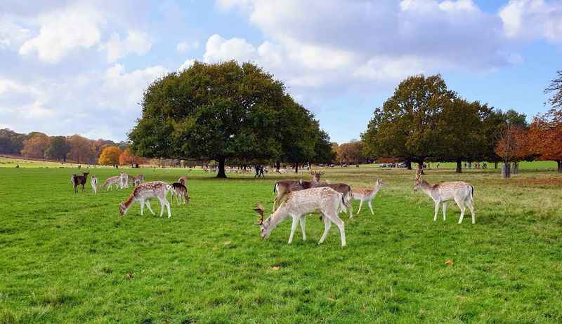 Richmond Park