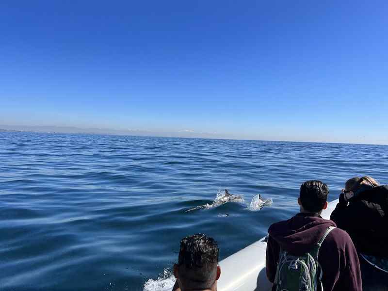 a group of people on a boat watching a dolphin