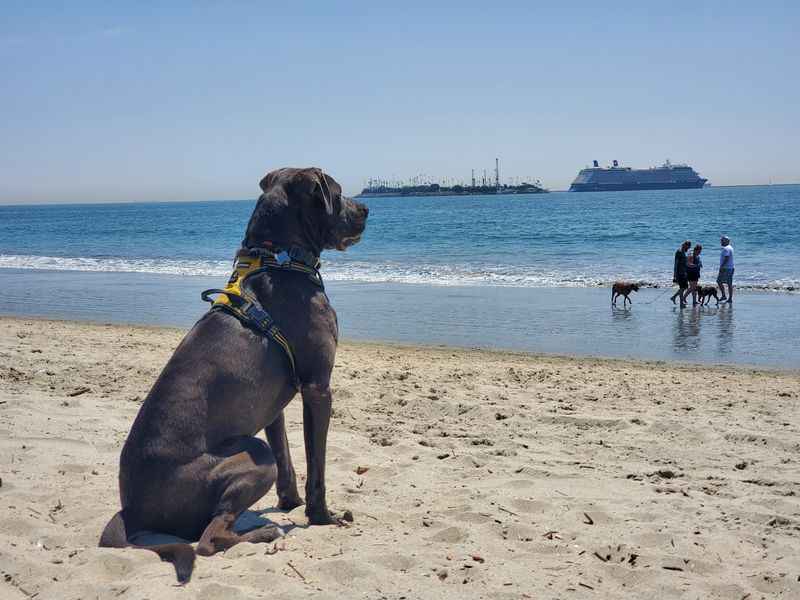 a dog sitting on the beach looking at the ocean