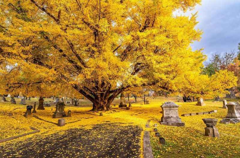 Cave Hill Cemetery